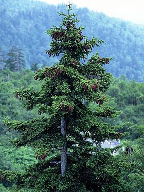 Exemplar de Picea jezoensis