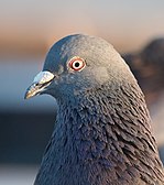 Tête d'un Pigeon biset (Columba livia), photographiée à Santa Barbara, en Californie (États-Unis).