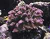 Pocillopora verrucosa, commonly known as rasp coral or knob-horned coral
