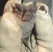 Brown bat