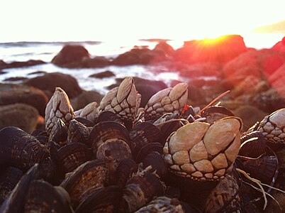 Des pouce-pieds sur la côte californienne.