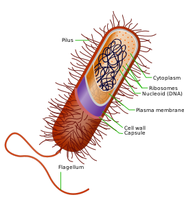 Prokaryotic bacteria cell, by Oganesson007