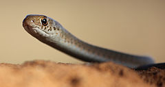 Description de l'image Psammophis brevirostris 2.jpg.