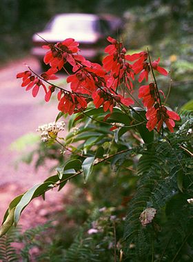 Pterolobium microphyllum