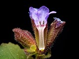 Estambres epipétalos en Pulmonaria officinalis.