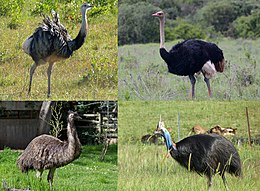 Members of the four genera of large extant ratites. Clockwise from top left: greater rhea, common ostrich, southern cassowary and emu