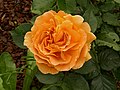 Goldelse (Rose)