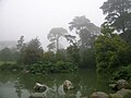 McBean Wildfowl Pond and Primitive Plant Garden at SF Botanical Garden