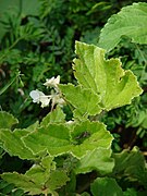 Begonia hirtella.