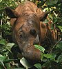 Sumatran Rhinoceros in the Way Kambas Sanctuary