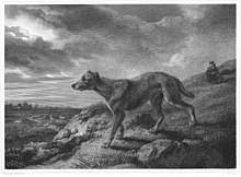 engraving of a rough-haired dog of sighthound type