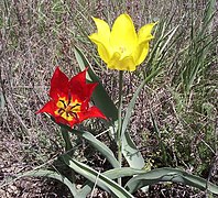 Tulipa suaveolens, la principale espèce sauvage parente de Tulipa gesneriana, dans son habitat naturel. Les couleurs de cette espèce sont très variées à l'état sauvage.