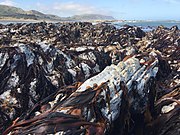A die off of exposed Durvillaea kelp following uplift caused by the 2016 Kaikoura earthquake