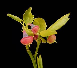 Mature flowers