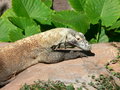 A basking Komodo dragon