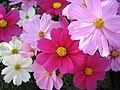 A bunch of flowers, because you were awarded the Gottlieb Duttweiler award in Bern, Switzerland! Congratulations! User:TBloemink/Signature