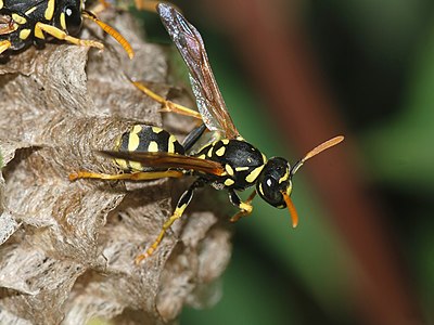 Paper wasp, by Alvesgaspar