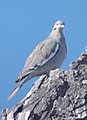 White-winged Dove, Bosque del Apache National Wildlife Refuge