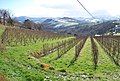 Vignes du Txakoli sur les pentes du camping.