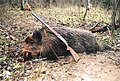 Boar shot in Volgograd Oblast, Russia