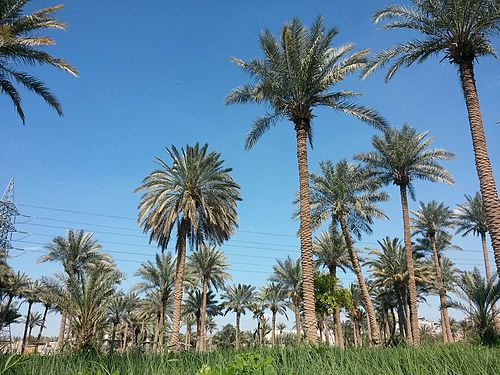 Dates palms in Iraq - Najaf Province قالب:Photo