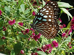 リュウキュウアサギマダラ Ideopsis similis (リュウキュウアサギマダラ属)