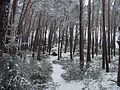 Taubenkopf im Winter