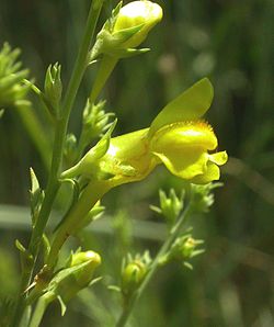 Härmäkannusruoho (Linaria genistifolia)