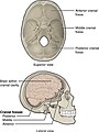 Superior view and lateral view.