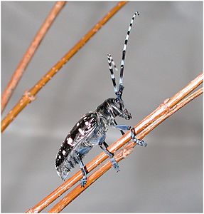 Adult beetle.