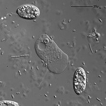 "Vahlkampfia" is visible in the center. The oval organisms are cryptomonads, the tiny spots and sticks are bacteria