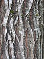 Bark of 20-year-old tree