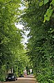 Berlin-Schmöckwitz, Weiselpfad. Eine Nebenstraße mit dichtem Baumbestand, 27.06.2014