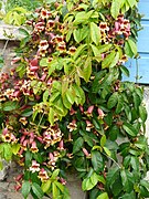 Bignonia capreolata