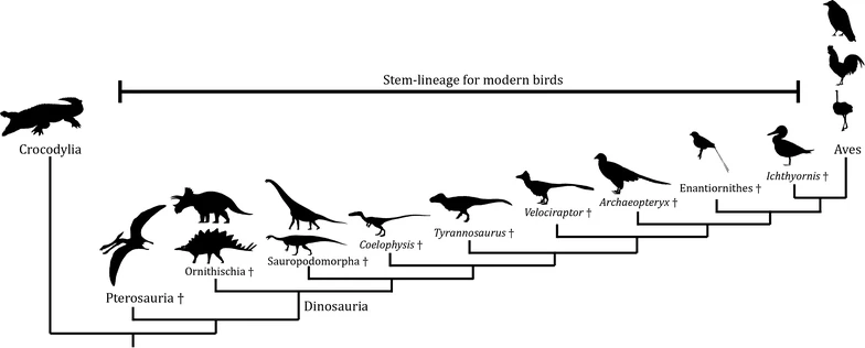 ملف:Birds and dinosaurs.webp