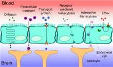 An image depicting blood-brain barrier shape and function.