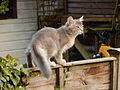 Blue Somali kitten