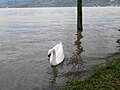 La riva del lago a Bosisio Parini