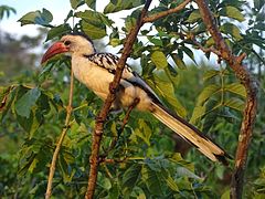 Calao à bec rouge (parc naturel de Tarangire, Tanzanie).