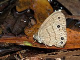 Adult, ventral view of wings.