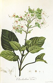 Clerodendrum viscosum (Verbenaceae), extraído de Jardín de La Malmaison.