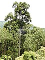 A Cullenia exarillata tree towering above others in the Anamalai Hills