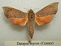 Darapsa myron