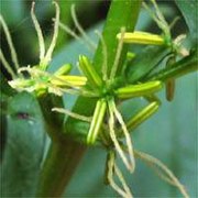 Datisca glomerata.