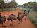 The baby emus all grown up on Angas Downs in March 2012 thanks to generous support from the Canberra Burley Griffin Rotary Club