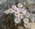 Erigeron concinnus