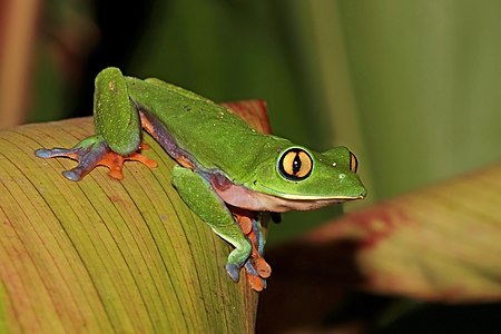 Blue-sided leaf frog, by Charlesjsharp