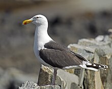 A great black-backed gull standing on a rock