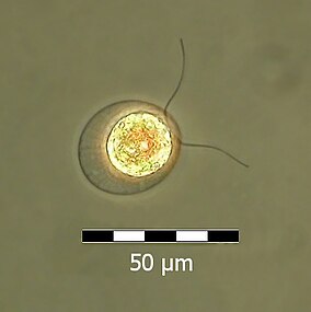 A single flagellate of H. pluvialis