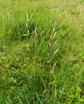 Овсец луговой (Helictochloa pratensis)